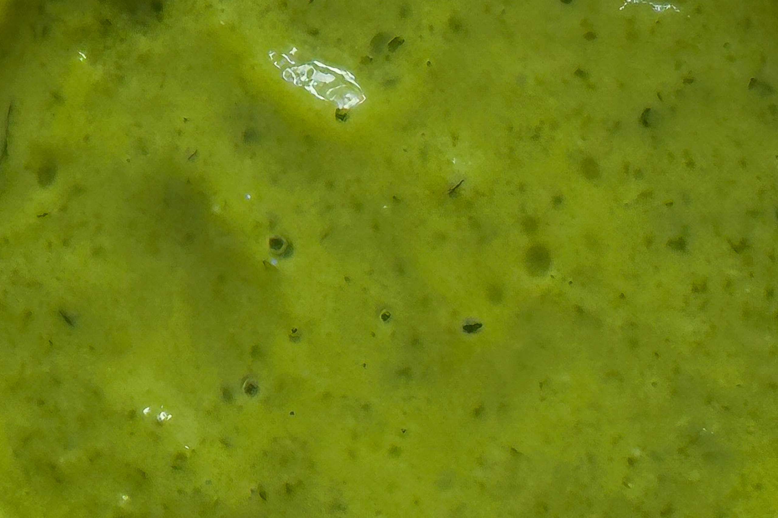 Avocado Cilantro | GF + VEGAN